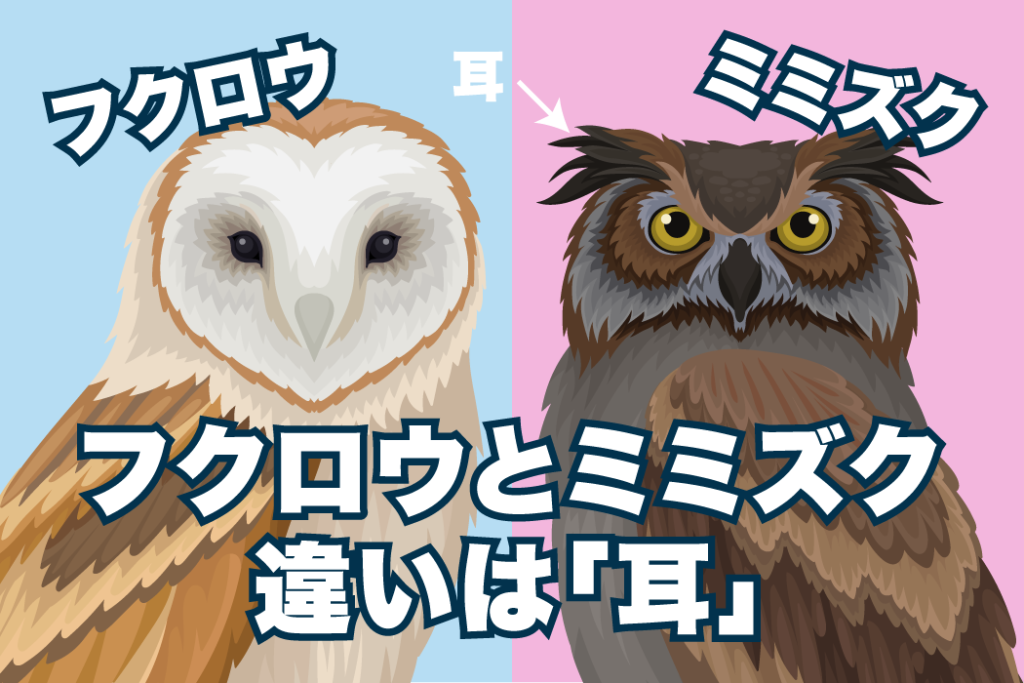 フクロウとミミズクの違いは 耳 のありなし 生物学的には同じ種類 ドコカラ